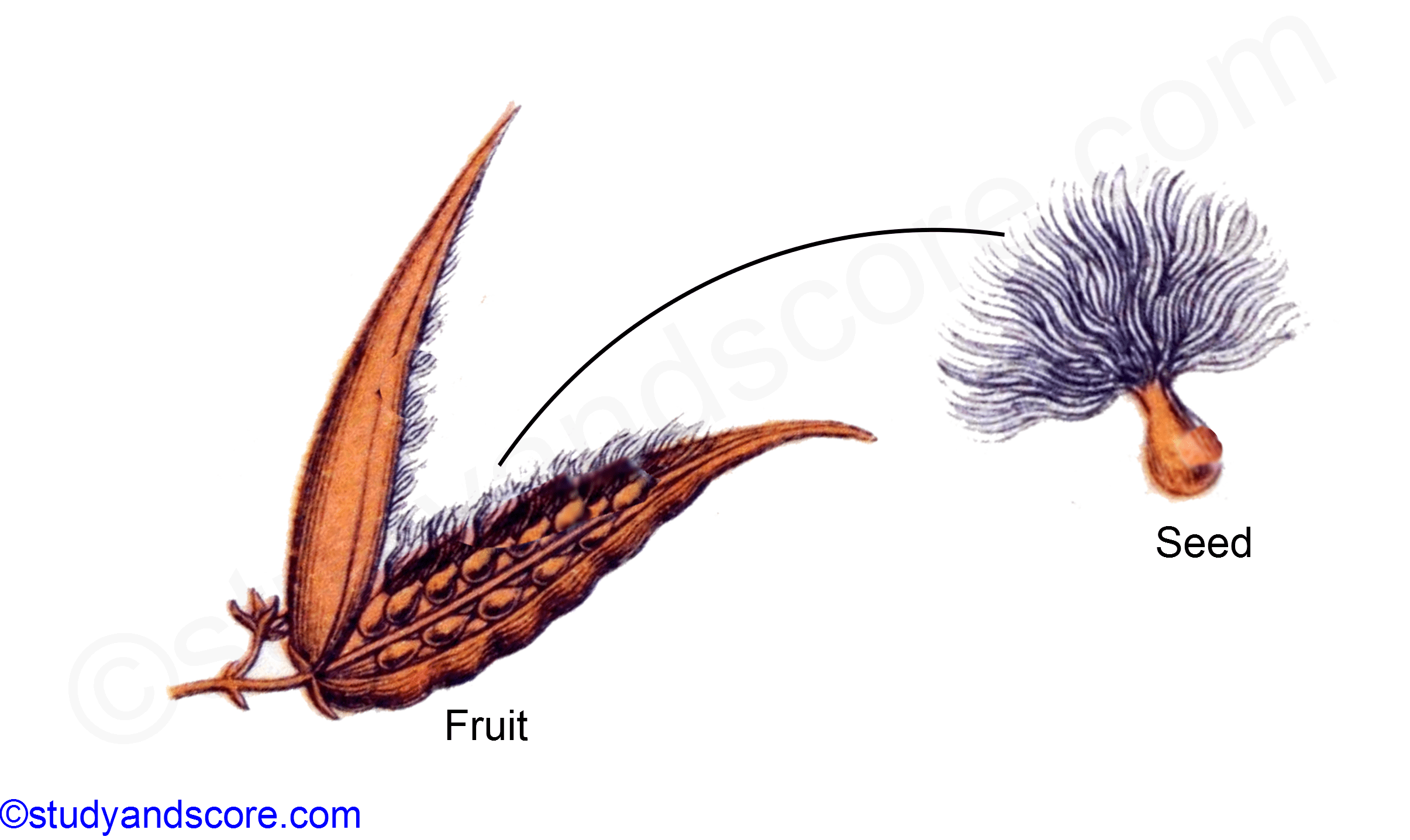 asclepiadaceae, fruit and seed of ascleppias, asclepias